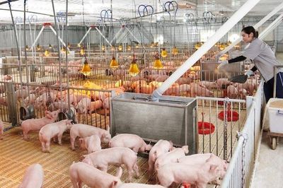 Mối lo từ hàng triệu tấn chất thải chăn nuôi tại TP.HCM