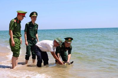 Thả đồi mồi quý hiếm về biển ở Quảng Ngãi