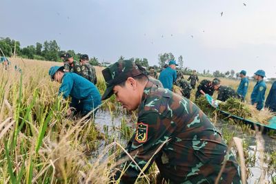 Trung đoàn Bộ binh 896 (Cà Mau): Dầm mình cứu lúa giữa đồng ngập nước