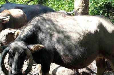 Trâu cái bán hoang dã có cặp sừng mọc ngược, ôm trọn phần đầu gây chú ý