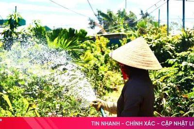 Cẩn trọng với giống cây ăn quả không rõ nguồn gốc