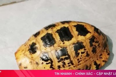 Đi thăm đồng, bắt gặp rùa sa nhân quý hiếm