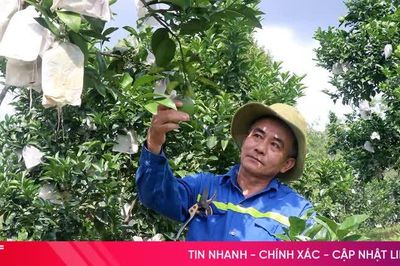 Nhân rộng diện tích cam giòn, nâng tầm giá trị kinh tế vườn đồi ở Đồng Lộc