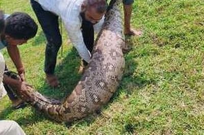 Bắt sống trăn khổng lồ dài 3,6 mét, nặng hơn 95 kg