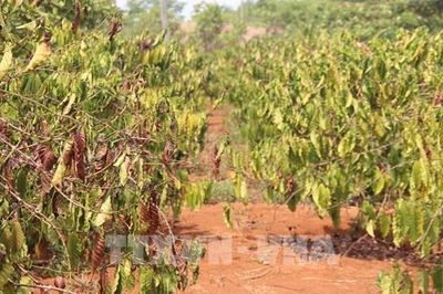 El Nino rất mạnh, nhiều vùng đối mặt nguy cơ thiếu nước