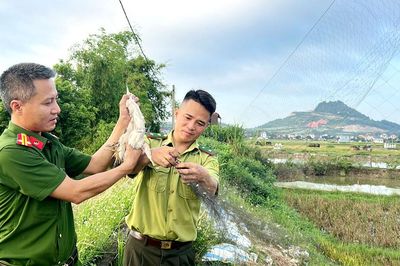 Bắc Ninh: Phát hiện, xử ký kịp thời một vụ săn bắt chim hoang dã tại phường Vân Hà