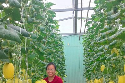 Triển vọng mô hình trồng dưa lưới ứng dụng công nghệ cao