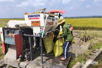 Khắc phục hậu quả mưa lớn, bảo vệ cây trồng