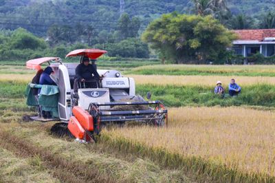 Thời tiết bất lợi, lúa hè thu mất mùa