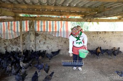 Tiếp sức sinh kế cho phụ nữ vùng cao Phình Hồ
