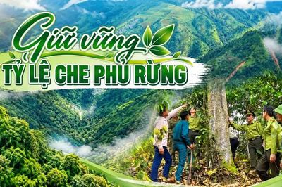 Giữ vững tỷ lệ che phủ rừng