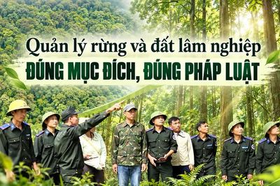 Quản lý rừng và đất lâm nghiệp đúng mục đích, đúng pháp luật