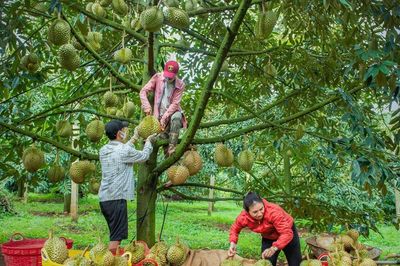 Nông sản Lâm Đồng cần 'lá chắn' phòng vệ thương mại