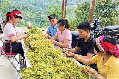 Phát triển vùng dược liệu quý