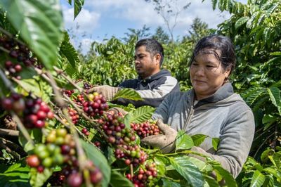 Giá cà phê phục hồi, tăng 200 đồng/kg