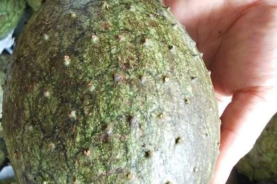 Thứ quả nhìn ngoài tưởng quen, bổ ra ruột vàng óng lạ mắt, nay bán tới 55.000 đồng/kg