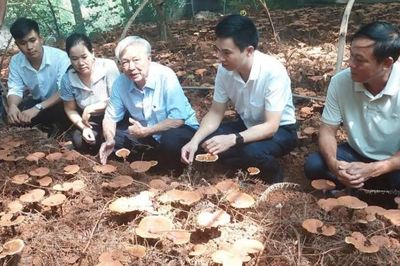 Hợp tác xã Nguyên Dương (Bắc Ninh) và hành trình đưa nấm lim xanh vào sản xuất
