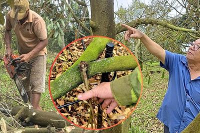 12 ha sầu riêng chết sau gần 2 tháng mưa, nhiều hộ dân Gia Lai mất tiền tỷ