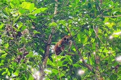 Thả 31 động vật nguy cấp, quý hiếm về môi trường tự nhiên