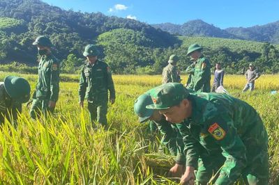 Bộ đội biên phòng xuống đồng giúp dân vùng biên gặt lúa