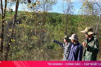 Sớm làm rõ nguyên nhân cây keo bị cháy lá ở Hương Khê