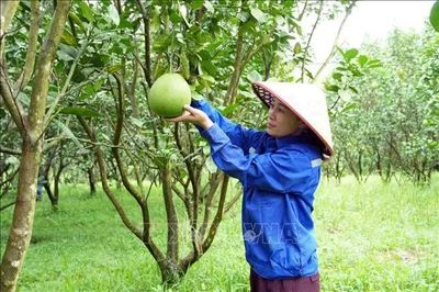 Miền núi Hà Tĩnh chuyển mình từ những mô hình kinh tế hiệu quả