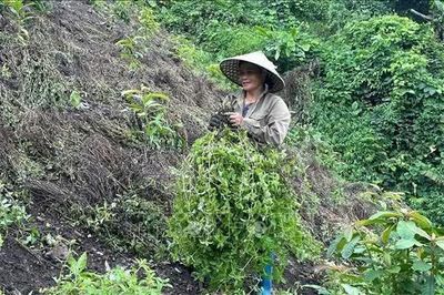 Phát triển thạch đen thành ngành hàng chủ lực