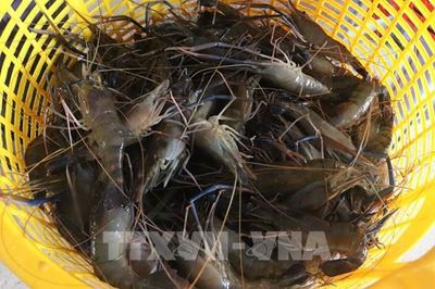 Kiến tạo hệ sinh thái nông nghiệp tuần hoàn, bền vững
