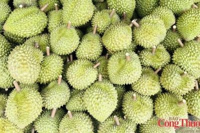 Xuất khẩu nông, lâm, thủy sản: Đà tăng từ rau quả, thủy sản