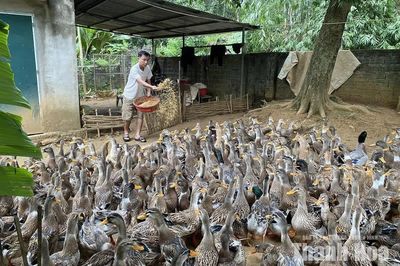 Cổ Lũng khai thác lợi thế địa phương, phát triển các mô hình kinh tế