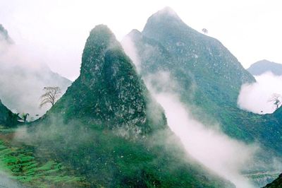 Phục hồi và bảo tồn 10.000 ha hệ sinh thái rừng, phát triển sinh kế tại Tuyên Quang