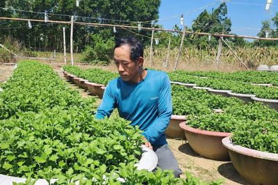 Nông dân Đà Nẵng dồn sức cho vụ hoa Tết