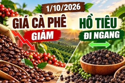 Giá cà phê, hồ tiêu hôm nay 1/10: Cà phê giảm, hồ tiêu đứng giá