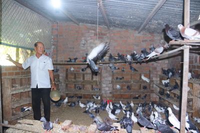 Người cao tuổi làm kinh tế giỏi