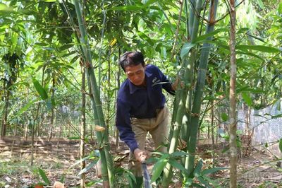 Mở hướng làm giàu từ trồng rừng, chăn nuôi thuận tự nhiên