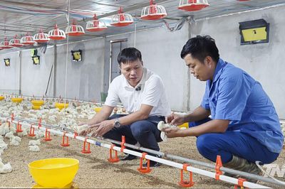 Từ tấm bằng cử nhân đến trang trại chăn nuôi tổng hợp