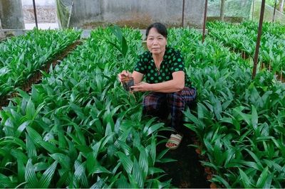 Vươn lên từ mô hình kinh tế đồi rừng