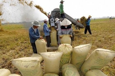 Siết điều kiện xuất nhập khẩu gạo, chấm dứt tình trạng mượn kho xưởng
