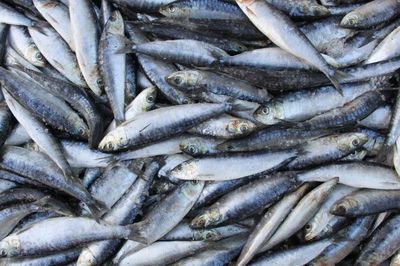 7 loài cá quen thuộc giàu omega-3 không kém cá hồi