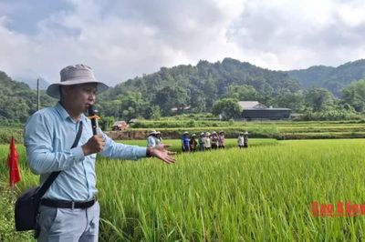 Đánh giá kết quả mô hình trình diễn giống lúa lai tại xã Nam Tuấn