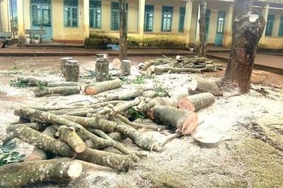 Yêu cầu 2 hiệu trưởng kiểm điểm, làm rõ việc cho cưa hạ cây xanh trong trường học