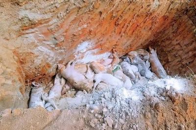 Quảng Ninh: Xuất hiện dịch tả lợn châu Phi tại phường Bình Khê.