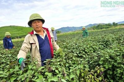Tía tô bén rễ bạt ngàn bên sông Con, mở hướng làm giàu cho nông dân xứ Nghệ