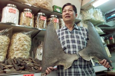 Vì sao vi cá mập lại đắt đến mức thành thước đo sự giàu sang?