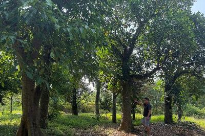 Cần làm rõ việc triển khai của 4 dự án tại xã Suối Hai