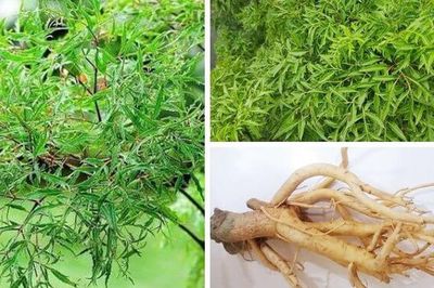 Cây đinh lăng, vị thuốc quý từ rễ đến thân và lá