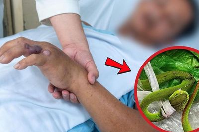 Rắn độc cắn trong lúc làm vườn, người đàn ông 44 tuổi nhập viện trong nguy kịch