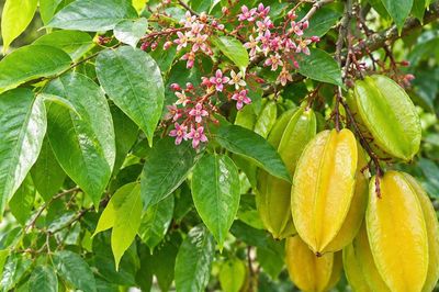 Những lưu ý khi tắm lá ở người viêm da cơ địa