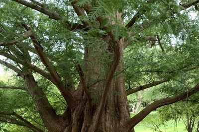 Loài cây 'hóa thạch sống' được mệnh danh là báu vật của Trung Quốc