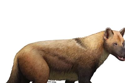 Tiết lộ sốc về loài chó sói khổng lồ từng thống trị Bắc Mỹ
